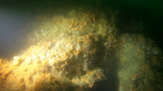 Plongée vidéo à Lezardrieux, roche Donan